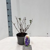 Buddleja Empire Blue