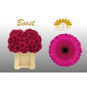 Gerbera mini 'Boost' fust 555