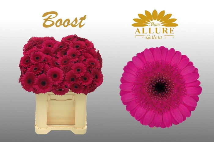 <h4>Gerbera mini 'Boost' fust 555</h4>