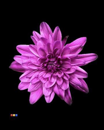 <h4>Chr T 2 Kl Baltica Splendid</h4>