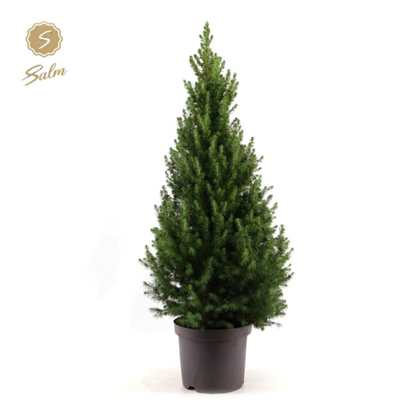 Picea gl. 'December'® P26 80/90