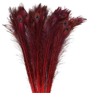 Feather Peacock L90/100 10pc/Bnd