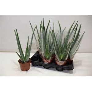 arr8 Aloe Vera
