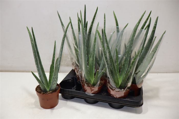 <h4>arr8 Aloe Vera</h4>
