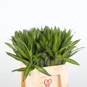 Dracaena Refl. Song Of Jamaica