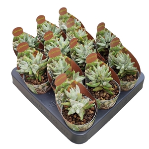 CRASSULA CORNUTA - POT Ø 6,5 - COLLECTION WITH POTCOVER (SUCCULENTEN)