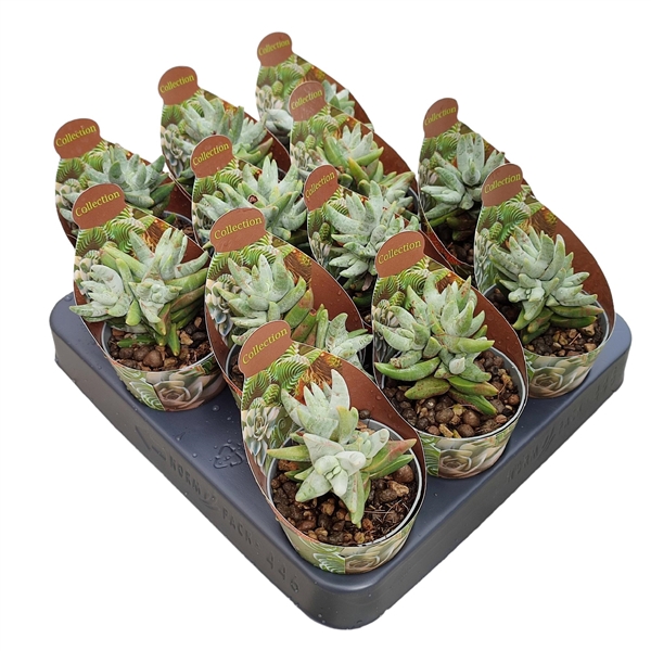 <h4>CRASSULA CORNUTA - POT Ø 6,5 - COLLECTION WITH POTCOVER (SUCCULENTEN)</h4>