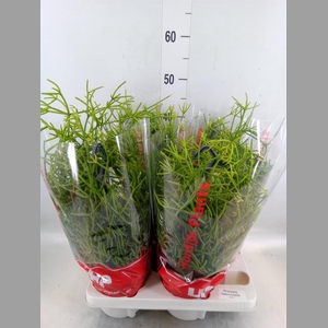 Rhipsalis heteroclada