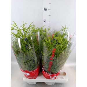 Rhipsalis heteroclada