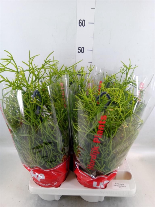 <h4>Rhipsalis heteroclada</h4>