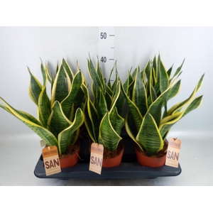 Sansevieria trifa. 'Futura Superba'