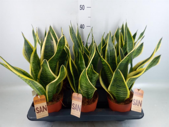 <h4>Sansevieria trifa. 'Futura Superba'</h4>