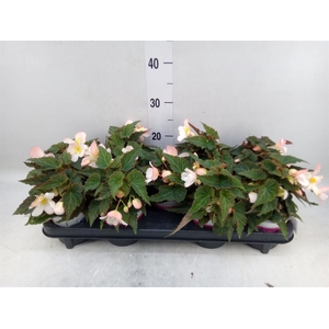 Begonia boliv. 'Angel Pink'