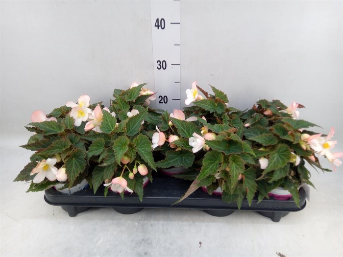 <h4>Begonia boliv. 'Angel Pink'</h4>