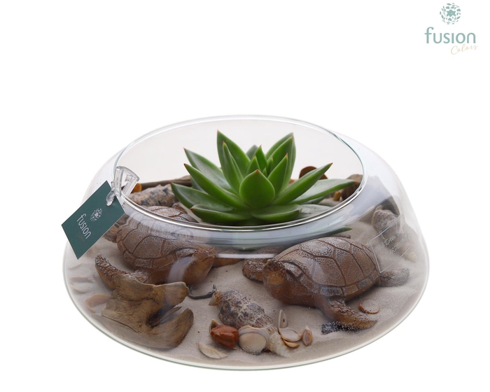 <h4>Green Bottle Christel Large Maritiem met Succulent</h4>