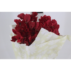 FLOR DE PRIMAVERA DESIDRATADA VERMELHO