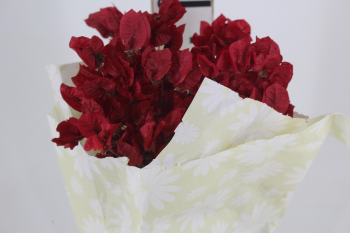 <h4>FLOR DE PRIMAVERA DESIDRATADA VERMELHO</h4>