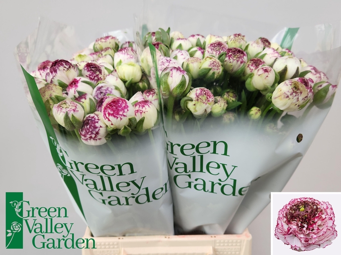 <h4>RAN AAZUR WHITE STR</h4>