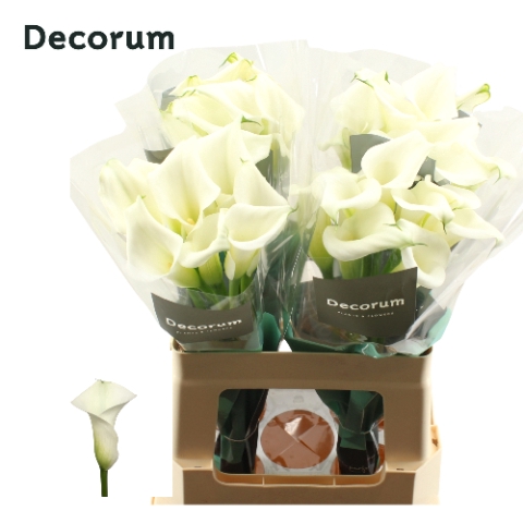 <h4>Zantedeschia crystal blush</h4>