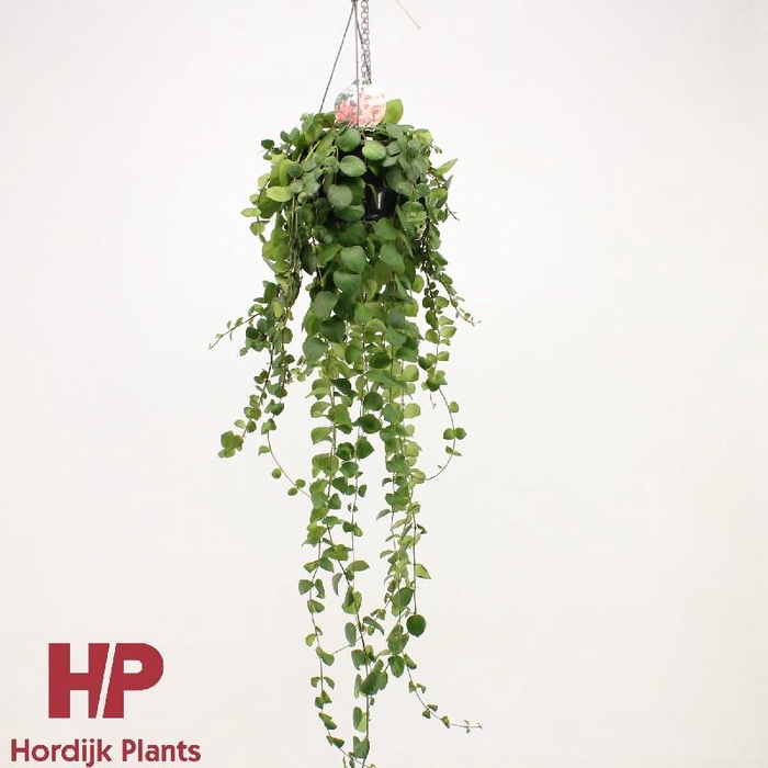 <h4>Aeschynanthus Pink Polka hangpot</h4>