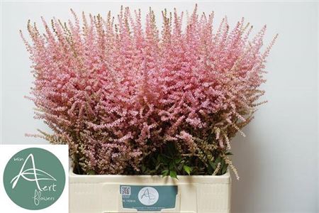 <h4>Astilbe Erika</h4>