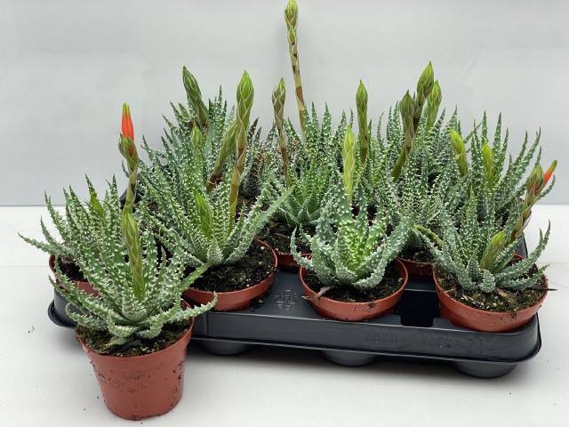 <h4>ALOE HUMILIS</h4>