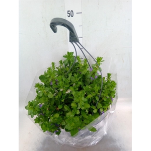 Scaevola aemula