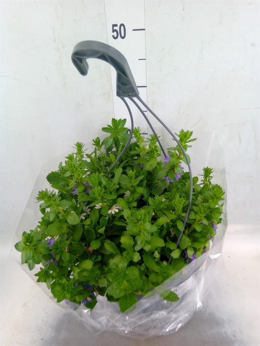 <h4>Scaevola aemula</h4>