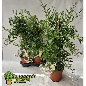 SOLANUM JASMINOIDES