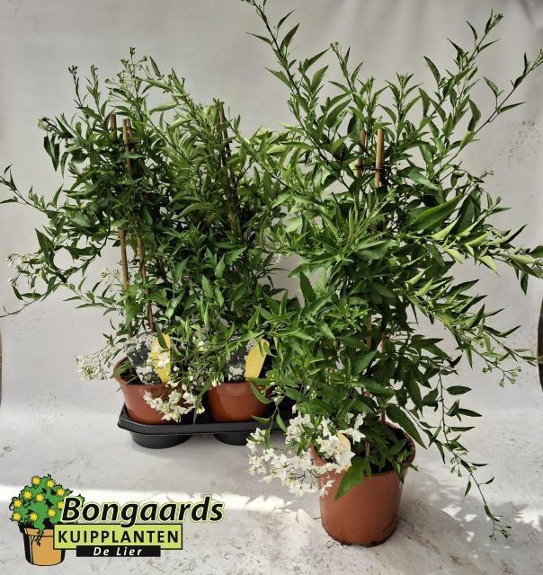 <h4>SOLANUM JASMINOIDES</h4>