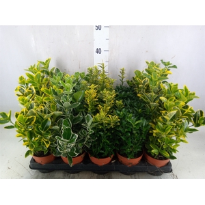 Euonymus japon.   ...mix