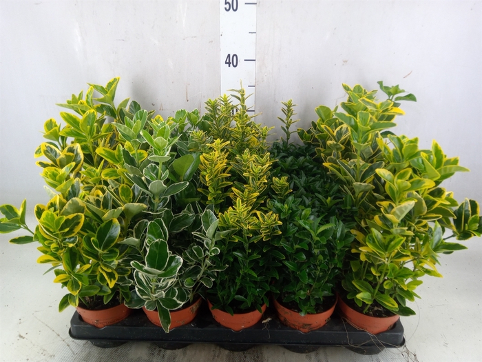 <h4>Euonymus japon.   ...mix</h4>