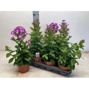 PHLOX P PURPLE EYE F