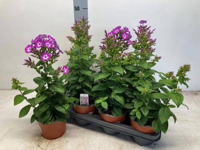 <h4>PHLOX P PURPLE EYE F</h4>