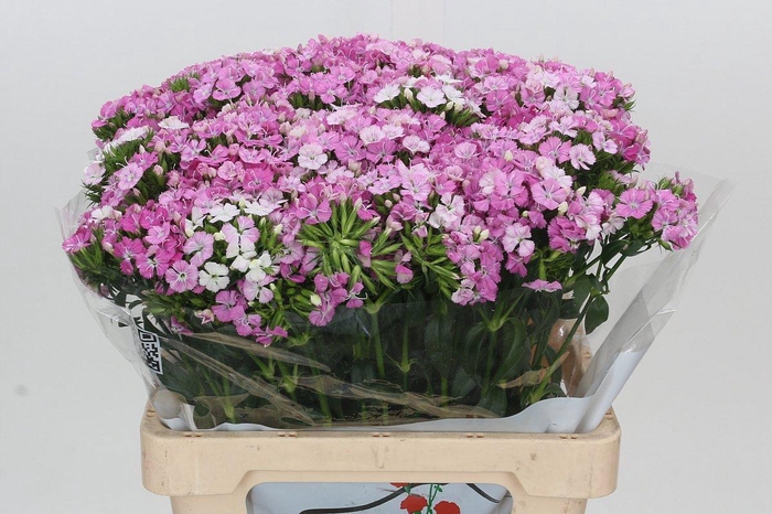 <h4>DI BARB AM ROSE</h4>