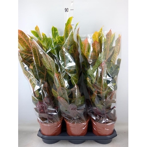 Codiaeum var. GR 'Excellent'