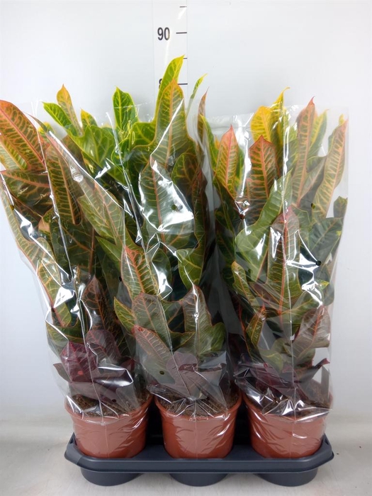 <h4>Codiaeum var. GR 'Excellent'</h4>