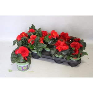 Begonia tub. Red