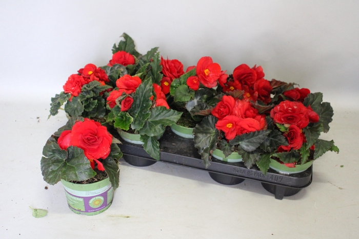 <h4>Begonia tub. Red</h4>