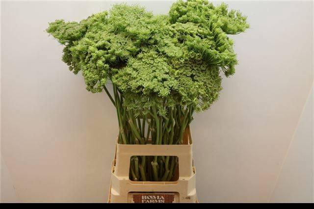 <h4>AMMI VIS GREEN MIST</h4>