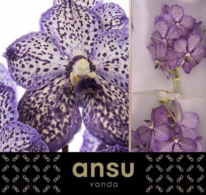 <h4>Vanda Sunanda Lilac Starlight</h4>