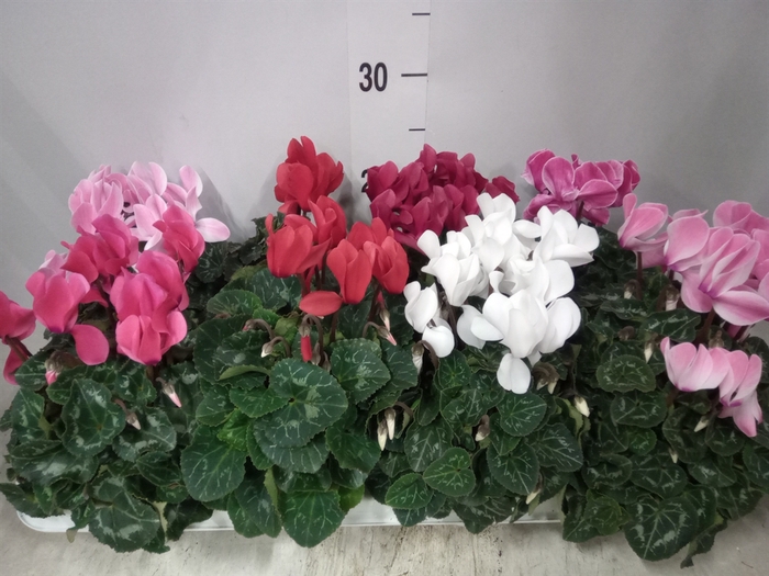 <h4>Cyclamen MD 'Allure'</h4>