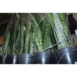 ESPADA SAO JORGE P24