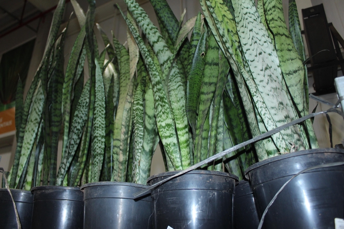 <h4>ESPADA SAO JORGE P24</h4>