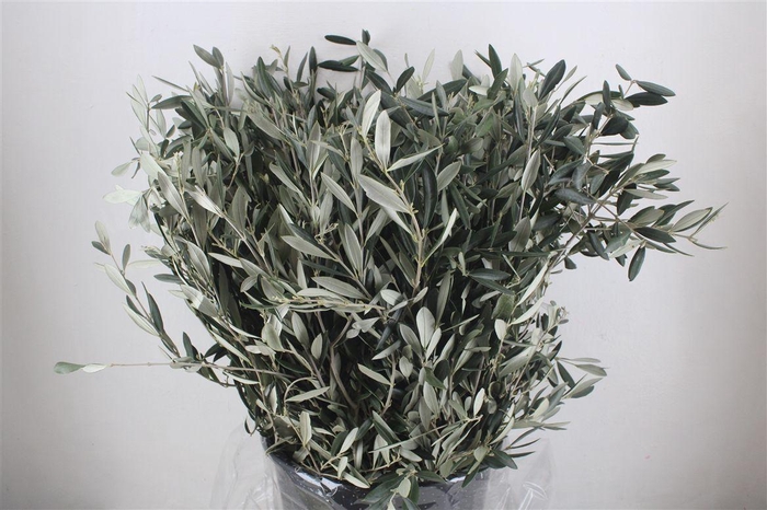 <h4>Olijf 400gr P Bunch</h4>