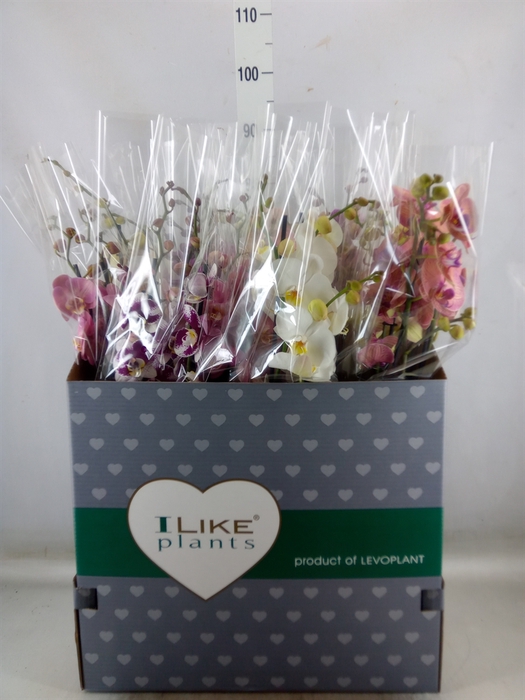 <h4>Phalaenopsis   ...mix</h4>