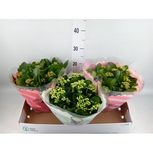 Kalanchoe blos.   ..rosebud mix  4