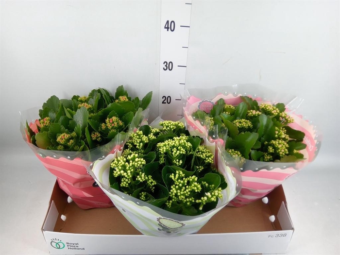 <h4>Kalanchoe blos.   ..rosebud mix  4</h4>