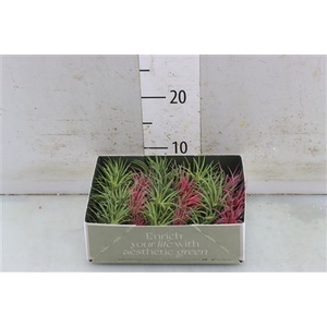 TILLANDSIA IONANTHA GEMENGD