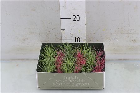 <h4>TILLANDSIA IONANTHA GEMENGD</h4>